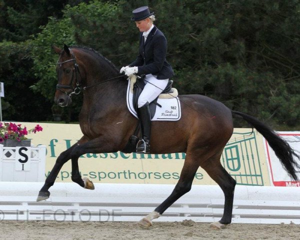 dressage horse Quam Libet (Oldenburg, 2007, from Quaterback)