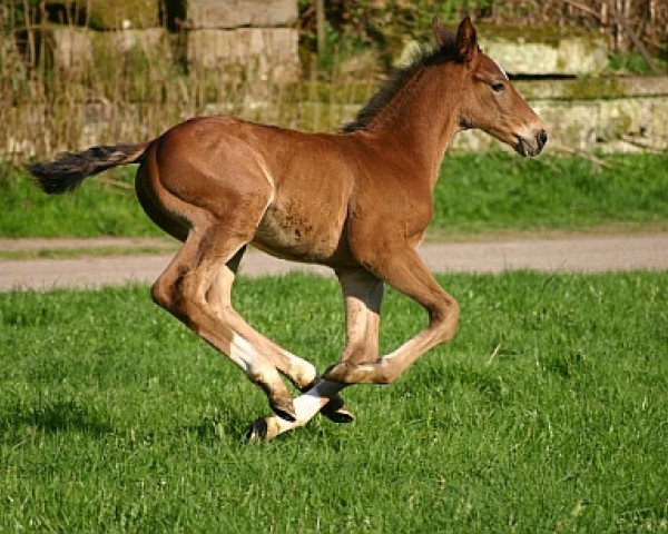 dressage horse Divo (Westphalian, 2006, from De Libris)