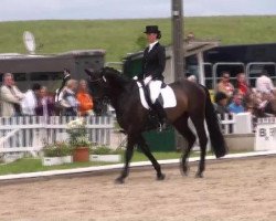 dressage horse Wyperfeld (Oldenburg, 2007, from Welt Hit VI)