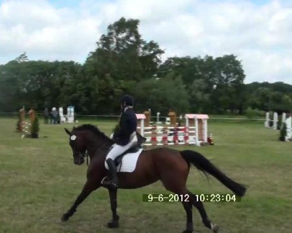 dressage horse Carry Me 6 (Hanoverian, 2005, from Carry Gold)