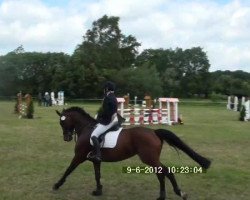Dressurpferd Carry Me 6 (Hannoveraner, 2005, von Carry Gold)