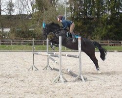 jumper Quattro 35 (Tschechisches Warmblut, 2001, from Quomiam II)