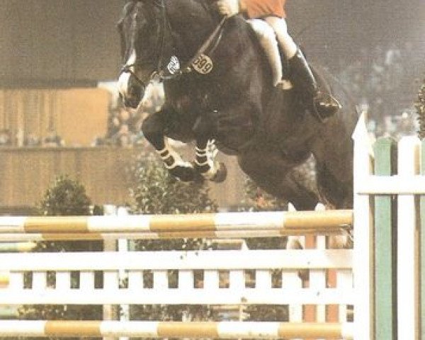 stallion Rodney (Westphalian, 1975, from Ramiro Z)