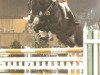 Pferd Rodney (Westfale, 1975, von Ramiro Z)
