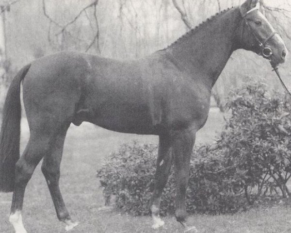 stallion Robin L (Westphalian, 1988, from Rodney)