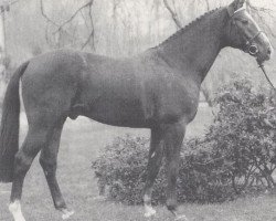 Deckhengst Robin L (Westfale, 1988, von Rodney)