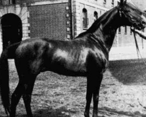 stallion Adlerschild xx (Thoroughbred, 1943, from Ferro xx)