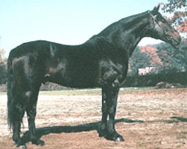 stallion Adlerfarn II (Hanoverian, 1960, from Adlerschild xx)