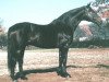 stallion Adlerfarn II (Hanoverian, 1960, from Adlerschild xx)