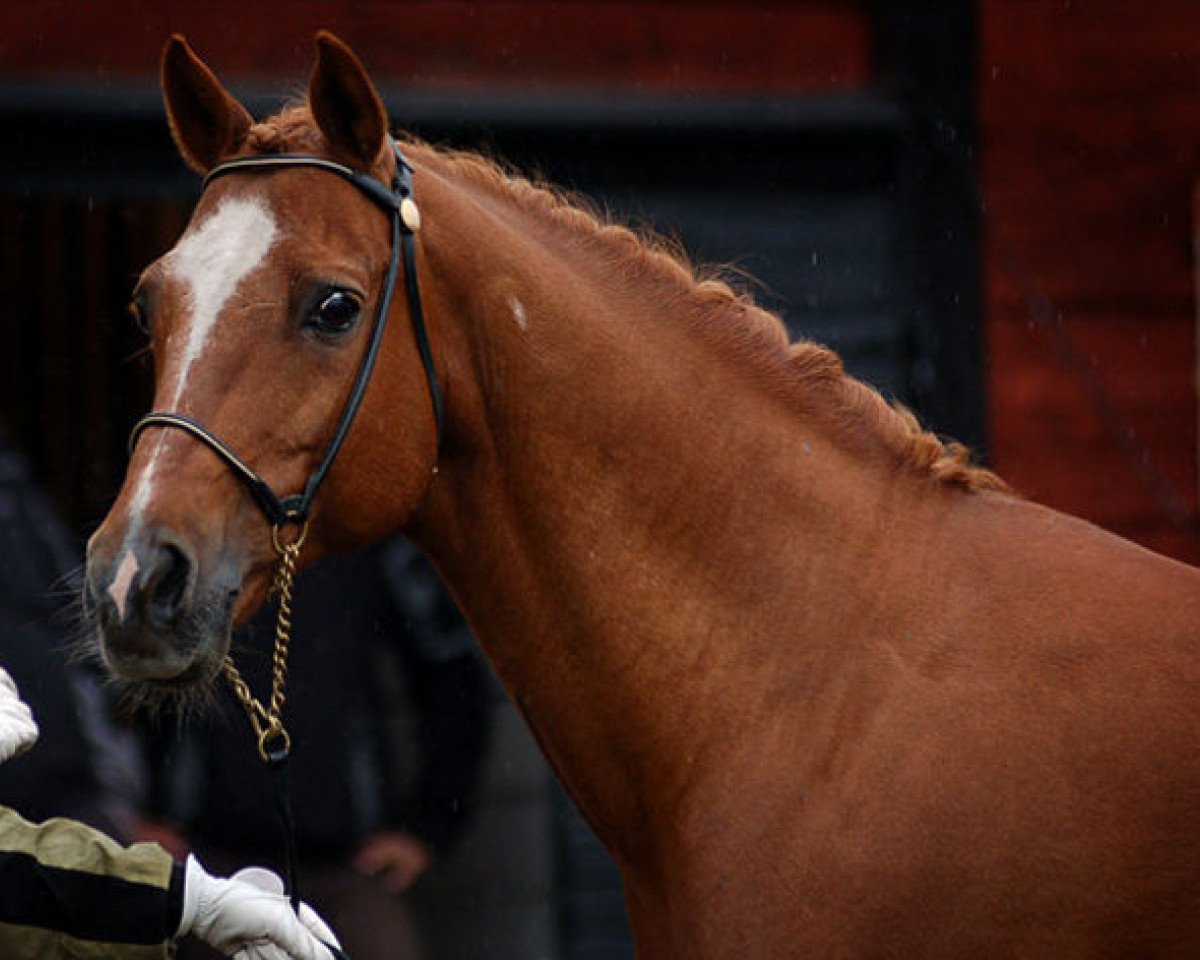 stallion Leuns Veld's Elegant (Nederlands Welsh Ridepony, 1989, from Bokkesprong Czardas)