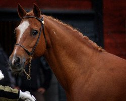 Deckhengst Leuns Veld's Elegant (Nederlands Welsh Ridepony, 1989, von Bokkesprong Czardas)