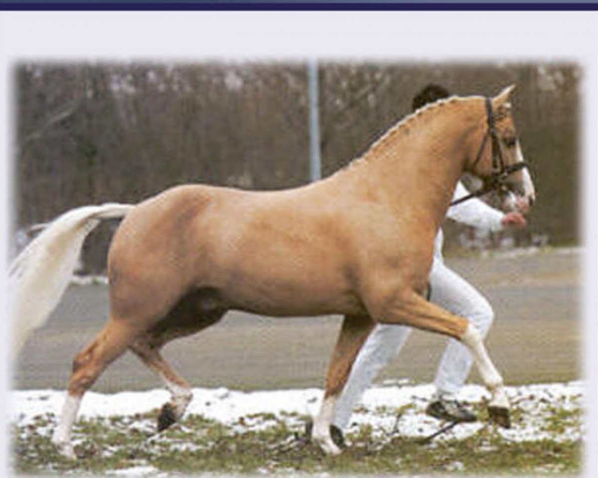 Deckhengst Le Matsjo (Nederlands Welsh Ridepony, 1998, von Leuns Veld's Elegant)