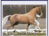 stallion Le Matsjo (Nederlands Welsh Ridepony, 1998, from Leuns Veld's Elegant)
