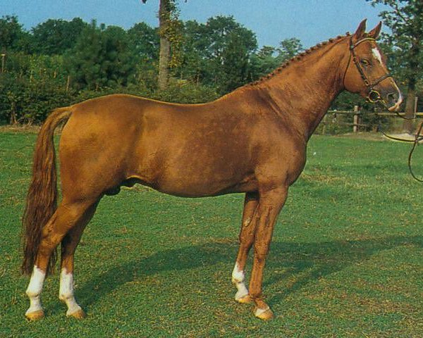 stallion Colorado (German Riding Pony, 1979, from Caid AA)