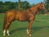 stallion Colorado (German Riding Pony, 1979, from Caid AA)