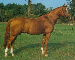 Deckhengst Colorado (Deutsches Reitpony, 1979, von Caid AA)