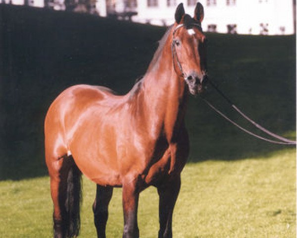 stallion Caletto (Holsteiner, 1975, from Cor de la Bryère)