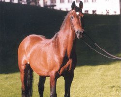 stallion Caletto (Holsteiner, 1975, from Cor de la Bryère)