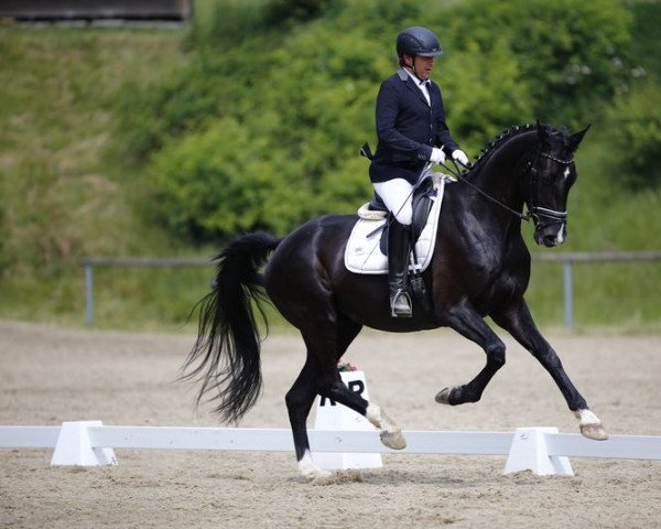 dressage horse Quest For Fame (Hanoverian, 2013, from Quasar de Charry)