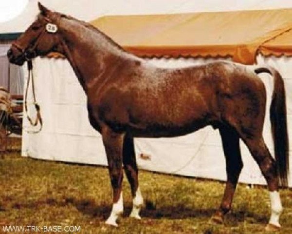 stallion Insterfeuer (Trakehner, 1967, from Pelion)