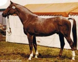 stallion Insterfeuer (Trakehner, 1967, from Pelion)