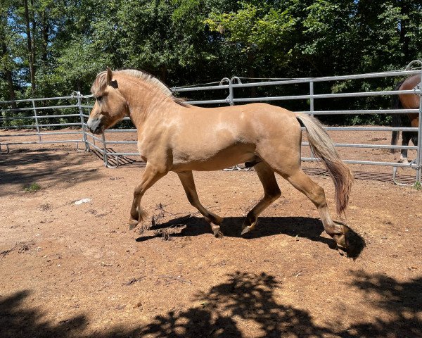 Pferd Milosch (Fjordpferd, 2020, von Marlon)