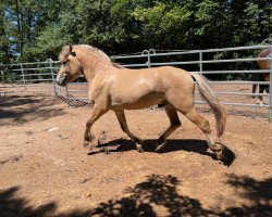 horse Milosch (Fjord Horse, 2020, from Marlon)