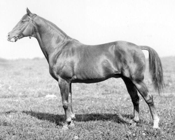 stallion Paradox xx (Thoroughbred, 1919, from Christian de Wet xx)