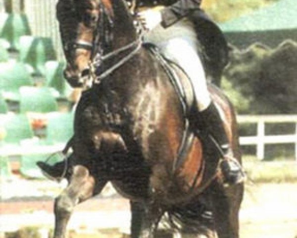 stallion Winter (Hanoverian, 1990, from Werther)