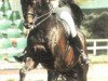 stallion Winter (Hanoverian, 1990, from Werther)