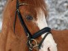 stallion Churchill (Welsh-Pony (Section B), 1990, from Tetworth Crimson Lake)