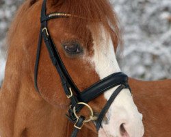 stallion Churchill (Welsh-Pony (Section B), 1990, from Tetworth Crimson Lake)