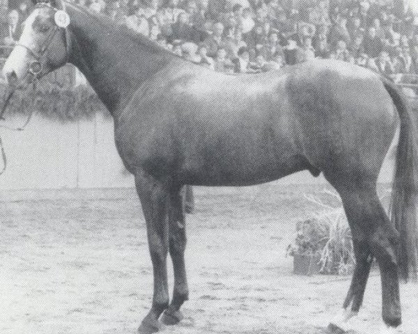 stallion Landjunker II (Holsteiner, 1986, from Landgraf I)