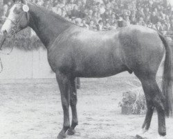 stallion Landjunker II (Holsteiner, 1986, from Landgraf I)