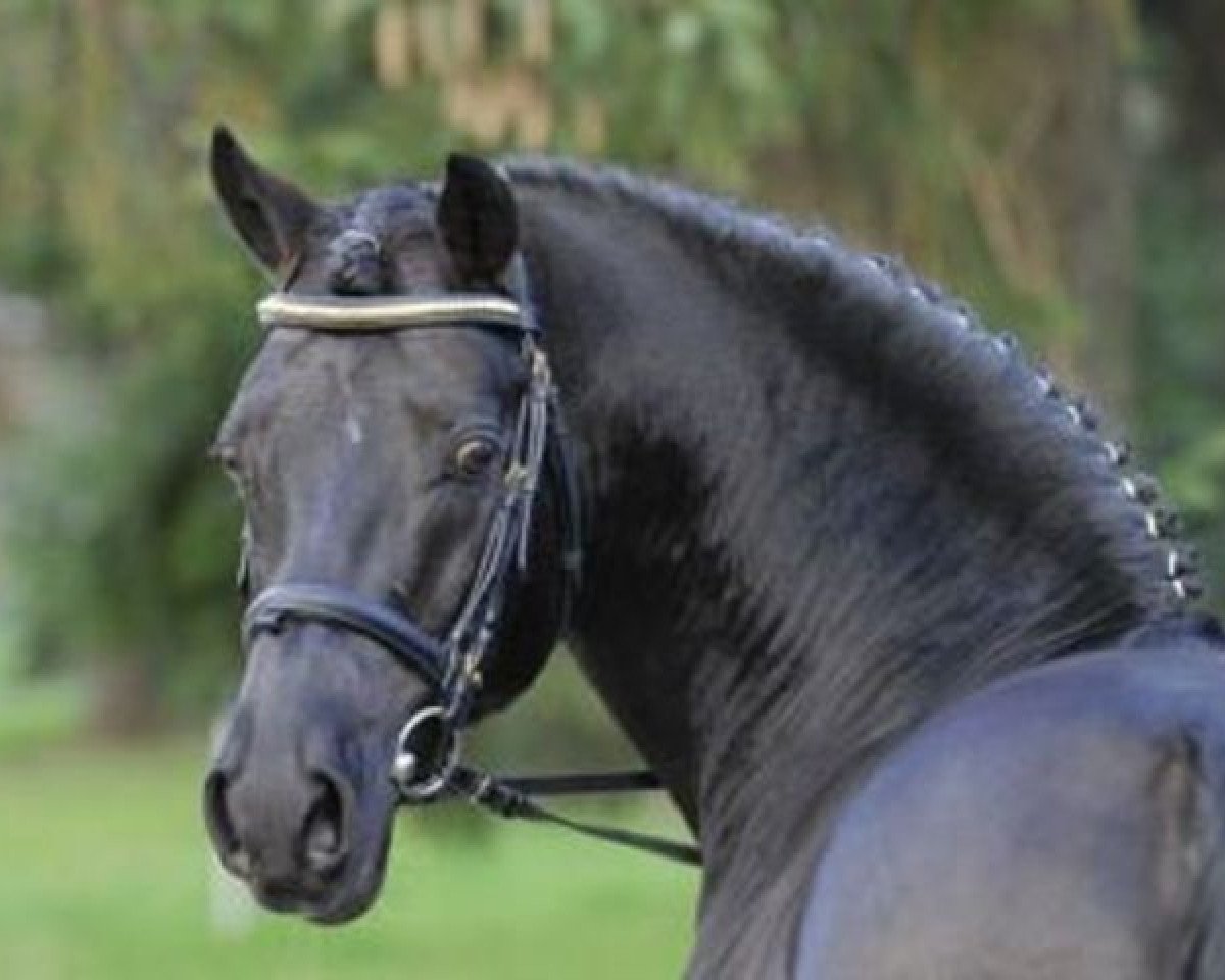 Deckhengst Renoir (Deutsches Reitpony, 1997, von Racket)