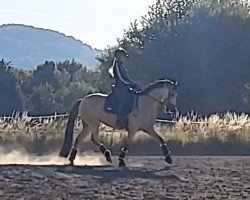 broodmare Hesselteichs Day Dream (German Riding Pony, 2012, from HET Golden Dream)