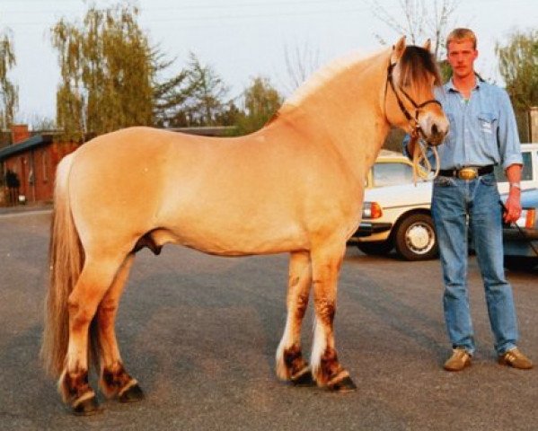 Deckhengst Joe Pilegaard (Fjordpferd, 1986, von Cæsar Halsnæs)