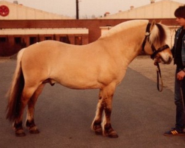 stallion Husar Halsnæs (Fjord Horse, 1982, from Trajan N.1851)