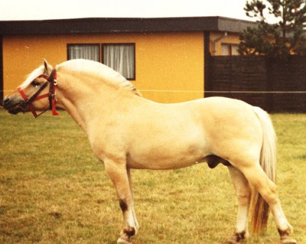 stallion Hovdaren N.1835 (Fjord Horse, 1977, from Jærmann N.1788)