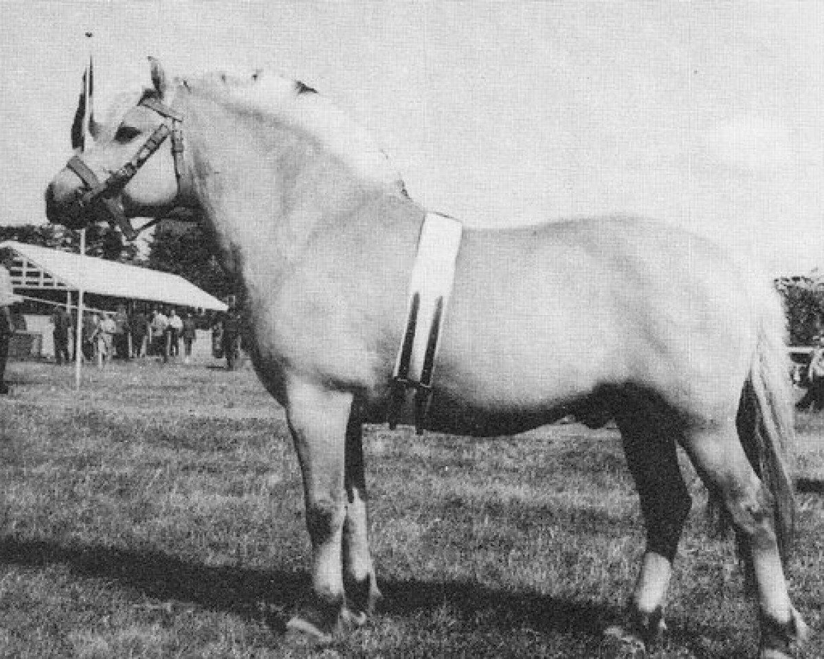 stallion Reidulf (Fjord Horse, 1962, from Valebu N.1569)