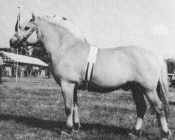 stallion Reidulf (Fjord Horse, 1962, from Valebu N.1569)