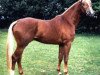 stallion Malteser Gold (Hessian Warmblood, 1983, from Marduc)