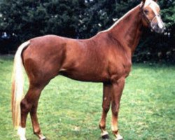 stallion Malteser Gold (Hessian Warmblood, 1983, from Marduc)