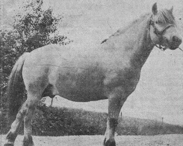 Deckhengst Rubjerg Eid D.318 (Fjordpferd, 1954, von Eid Manus)