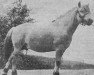 stallion Rubjerg Eid D.318 (Fjord Horse, 1954, from Eid Manus)