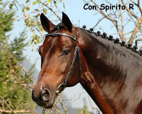 Springpferd Con Spirito R (Holsteiner, 1995, von Contender)