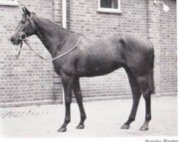 stallion Rejoicing II xx (Thoroughbred, 1951, from Owen Tudor xx)