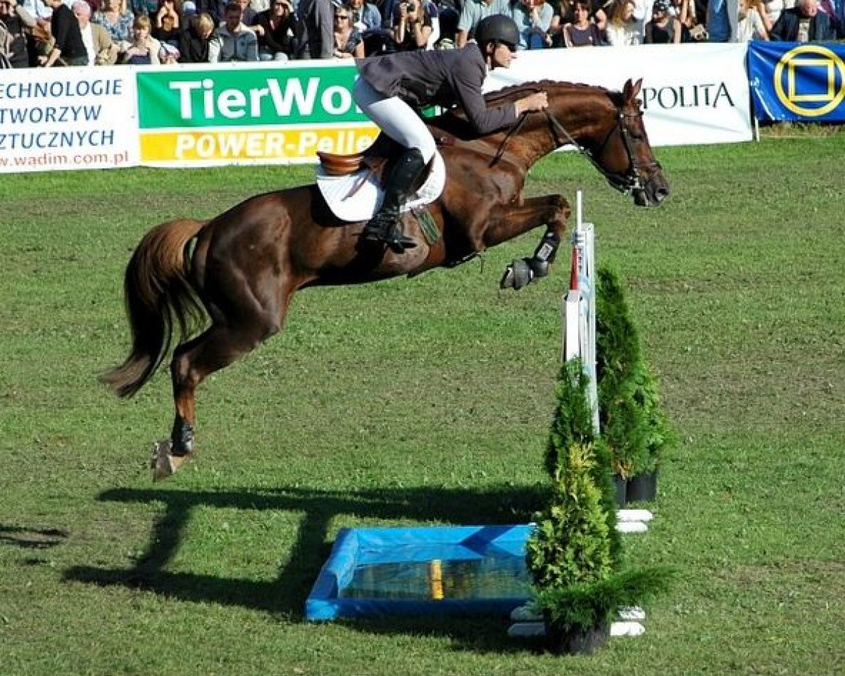 Deckhengst Luron (KWPN (Niederländisches Warmblut), 1993, von Guidam)