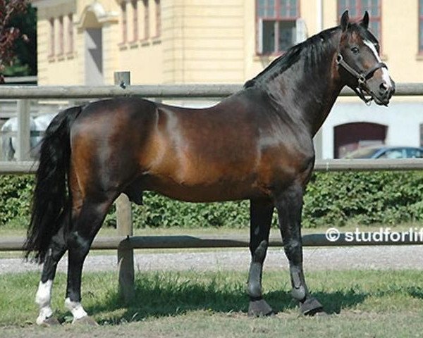 stallion Robin Z (Hanoverian, 1983, from Ramiro Z)