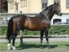 stallion Robin Z (Hanoverian, 1983, from Ramiro Z)